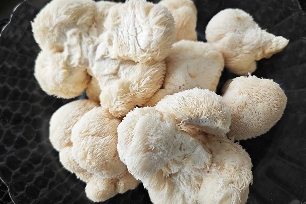 Sliced Lion's Mane Mushroom sautéed with herbs in a pan